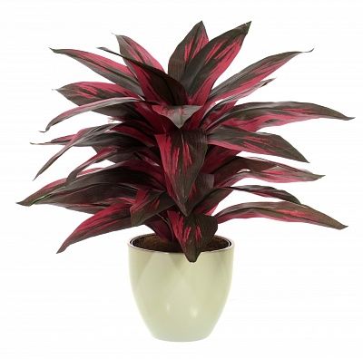 Calathea Sant