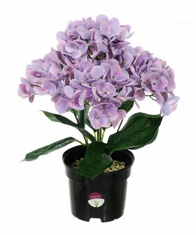 Hydrangea Sati Laksheri pot 13