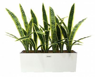 Sansevieria Gurun Dos cachepot Dekollete 19