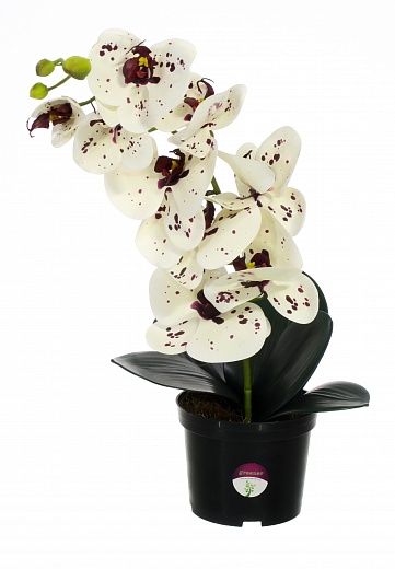 Orchid Meli in pot