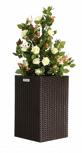 Rose Dustin Cachepot Dekollete Rattan Cube 50