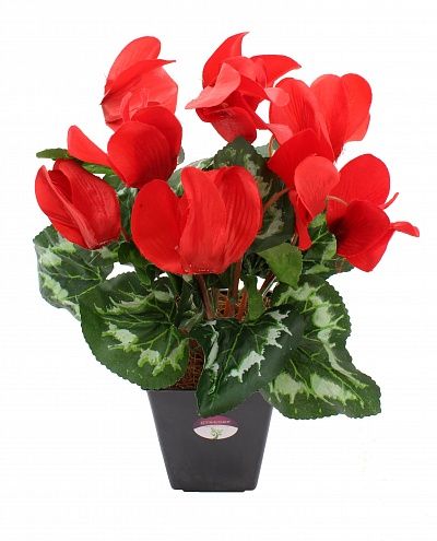 Cyclamen Rodis