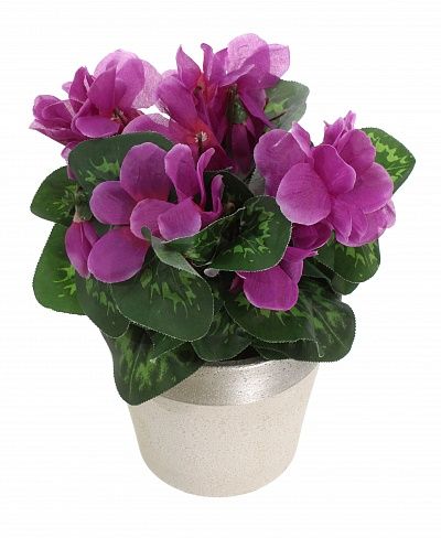 Cyclamen Rhodis Cachepot Dekollete Concrete 17