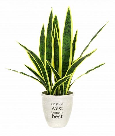 Sansevieria Gurun Cinco cachepot Dekollete Rant 19