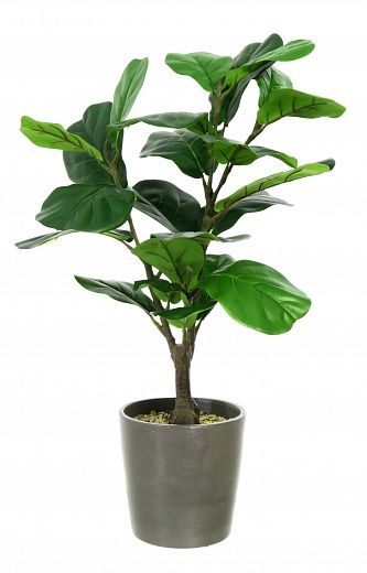 Ficus Lyrata Marmari Dekollete Concrete 22 planter available to order 2 pieces