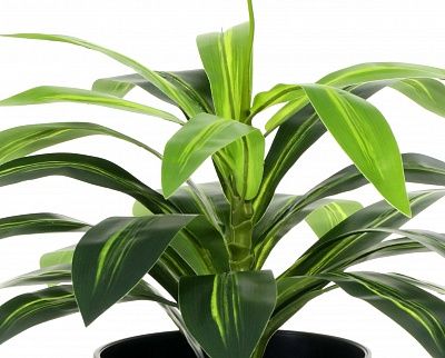 Dracaena orli cachepot Dekollete Serso 46