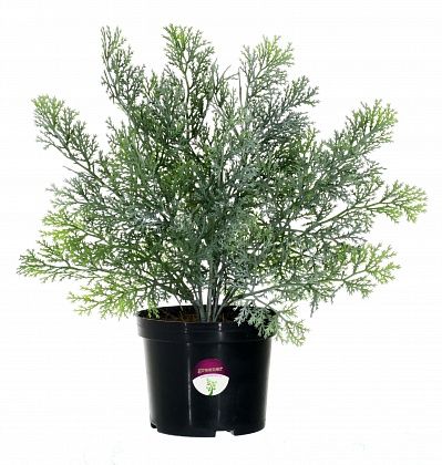 Cypress Latengo in a cachepot