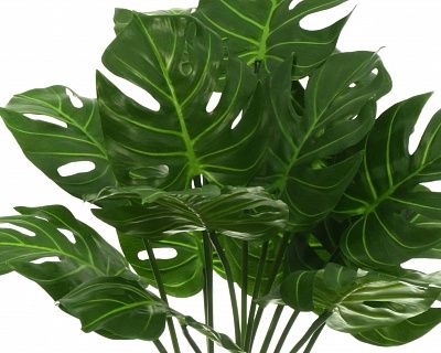 Monstera Tagira Dos