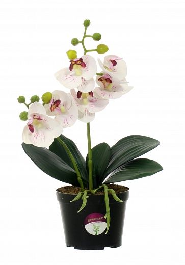 Kamira orchid mini