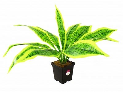 Dracaena Tiger