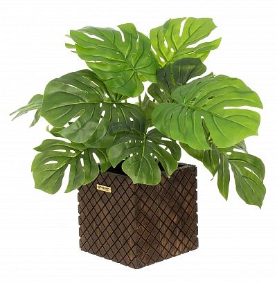 Monstera Moran Duo Cachepot Dekollete Gurido 20 color