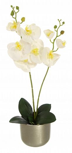 Orchid Phalaenopsis Camira cachepot Dekollete Silver