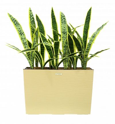 Sansevieria Gurun Dose Cachepot Dekollete 37