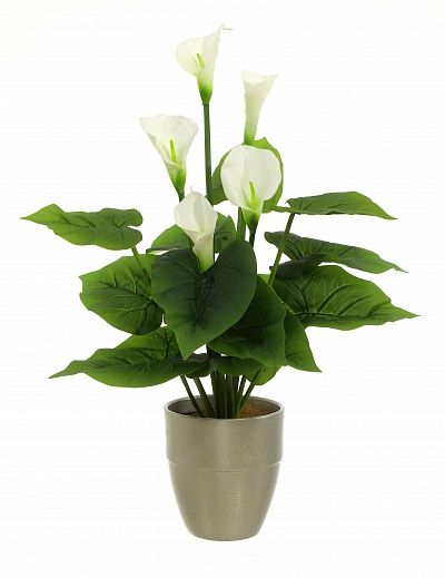 Calla Fevron cachepot Dekollete Silver Border 15