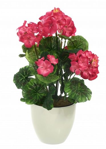 Geranium Ayal