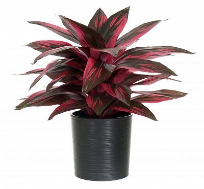 Calathea Sant cachepot Dekollete Clasico 19