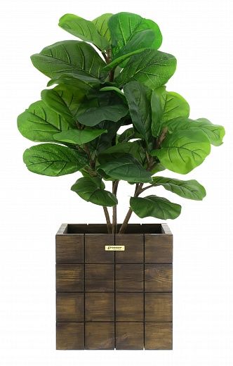 Ficus Lirata Alto cachepot Dekollete Chess 30 color