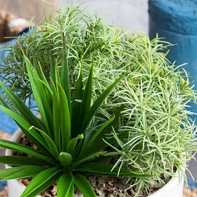 Succulent Agave Mexico Cachepot Dekollete