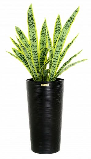 Sansevieria Gurun Cinco Cachepot Dekollete Serso 46