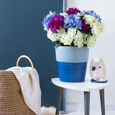 Hydrangea Rona cachepot Dekollete Bort 22