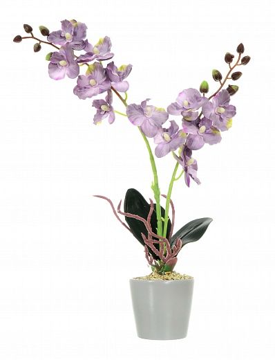 Orchid Phalaenopsis Seattle cachepot Dekollete Piccolo 8