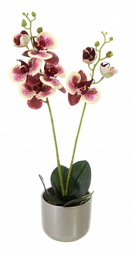 Orchid Phalaenopsis Camira cachepot Dekollete Silver