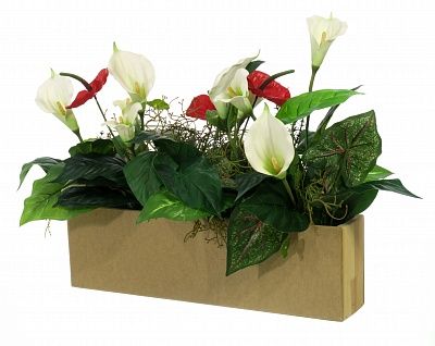 Phytopanno Calla Iman available to order 1 piece