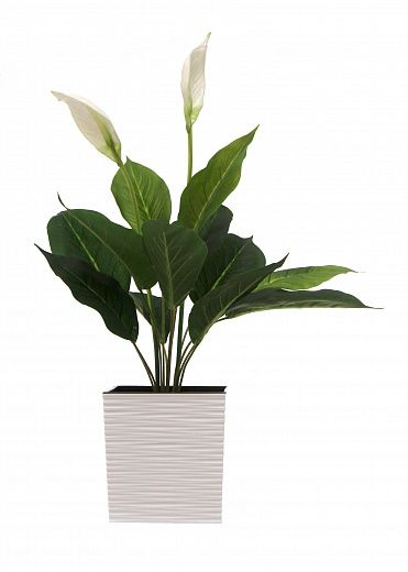 Spathiphyllum Venti cachepot Dekollete