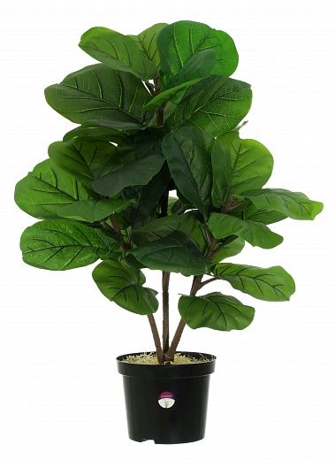 Ficus Lirata Alto