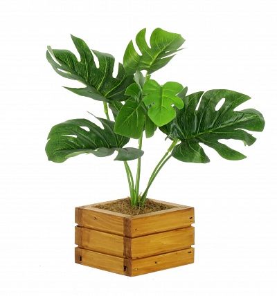 Monstera Sun cachepot Dekollete Wood available to order 1 piece