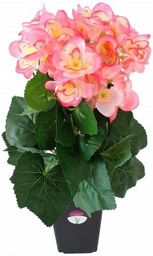 Begonia Lopri