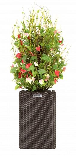 Anthurium Achita cachepot Dekollete Rattan Cube 50