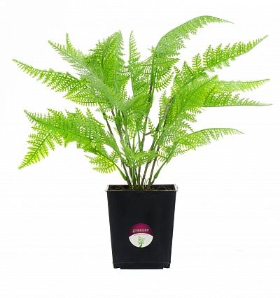 Halti fern in pot