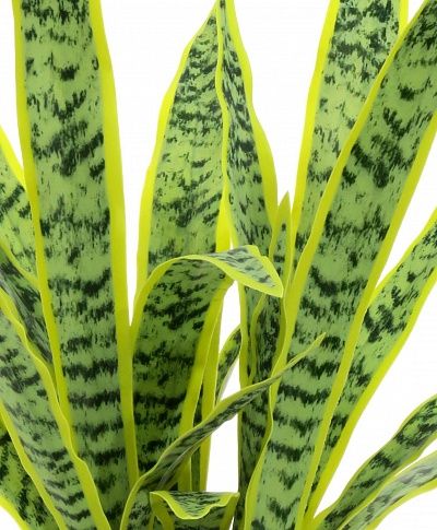 Sansevieria Gurun Cinco