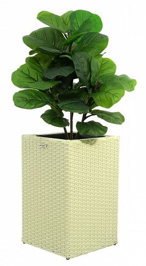 Ficus Lirata Alto cachepot Dekollete Rattan Cube 50