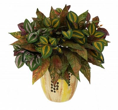 Composition tradescantia Gorica available to order 1 piece