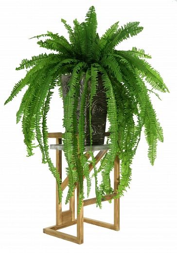 Fern Nephrolepis Casar available to order 1 piece