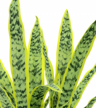 Sansevieria Gurun Cinco Cachepot Dekollete Gurido 20 color