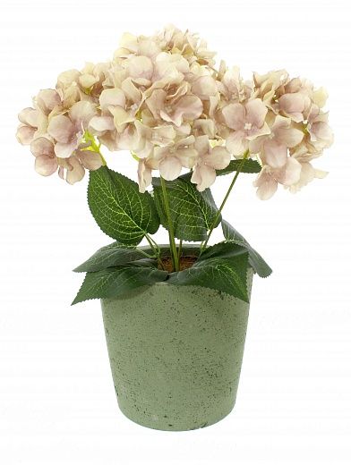 Hydrangea Satie cachepot Dekollete Concrete 17