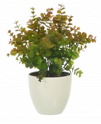 Eucalyptus Lozano Dekollete planter 12