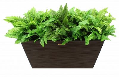 Fern Nephrolepis Jaffe cachepot Dekollete 36