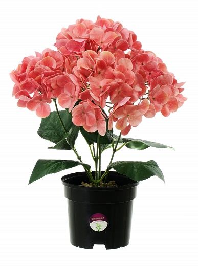 Hydrangea Sati Laksheri pot 13