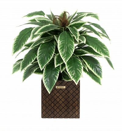 Croton Claire Cachepot Dekollete Gurido 30 color