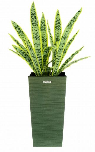 Sansevieria Gurun Cinco Cachepot Dekollete Kuno 46 Echo