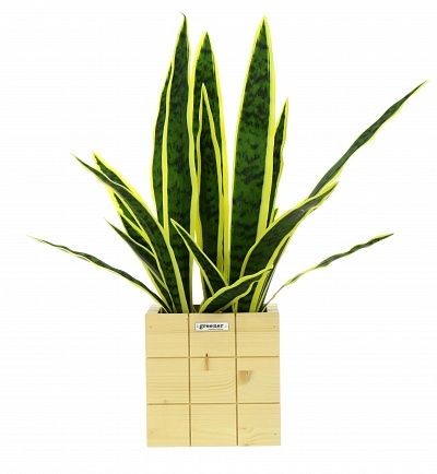 Sansevieria Gurun Cinco cachepot Dekollete Chess 20