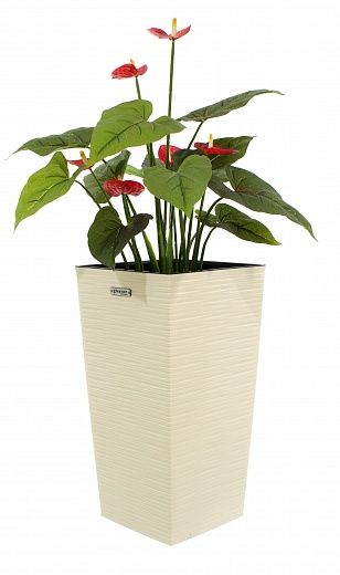 Anthurium Tavira cachepot Dekollete Cuno 46 Eco