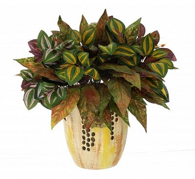 Composition tradescantia Gorica available to order 1 piece