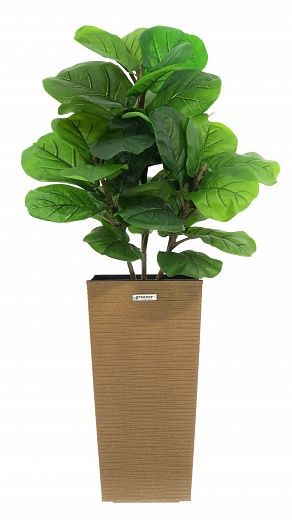 Ficus Lirata Alto cachepot Dekollete Kuno 46 Eco