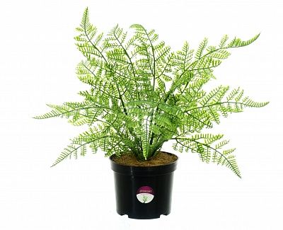 Fern Asparagus Connet in a pot