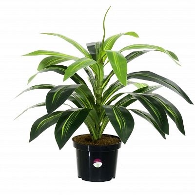 Dracaena Orli